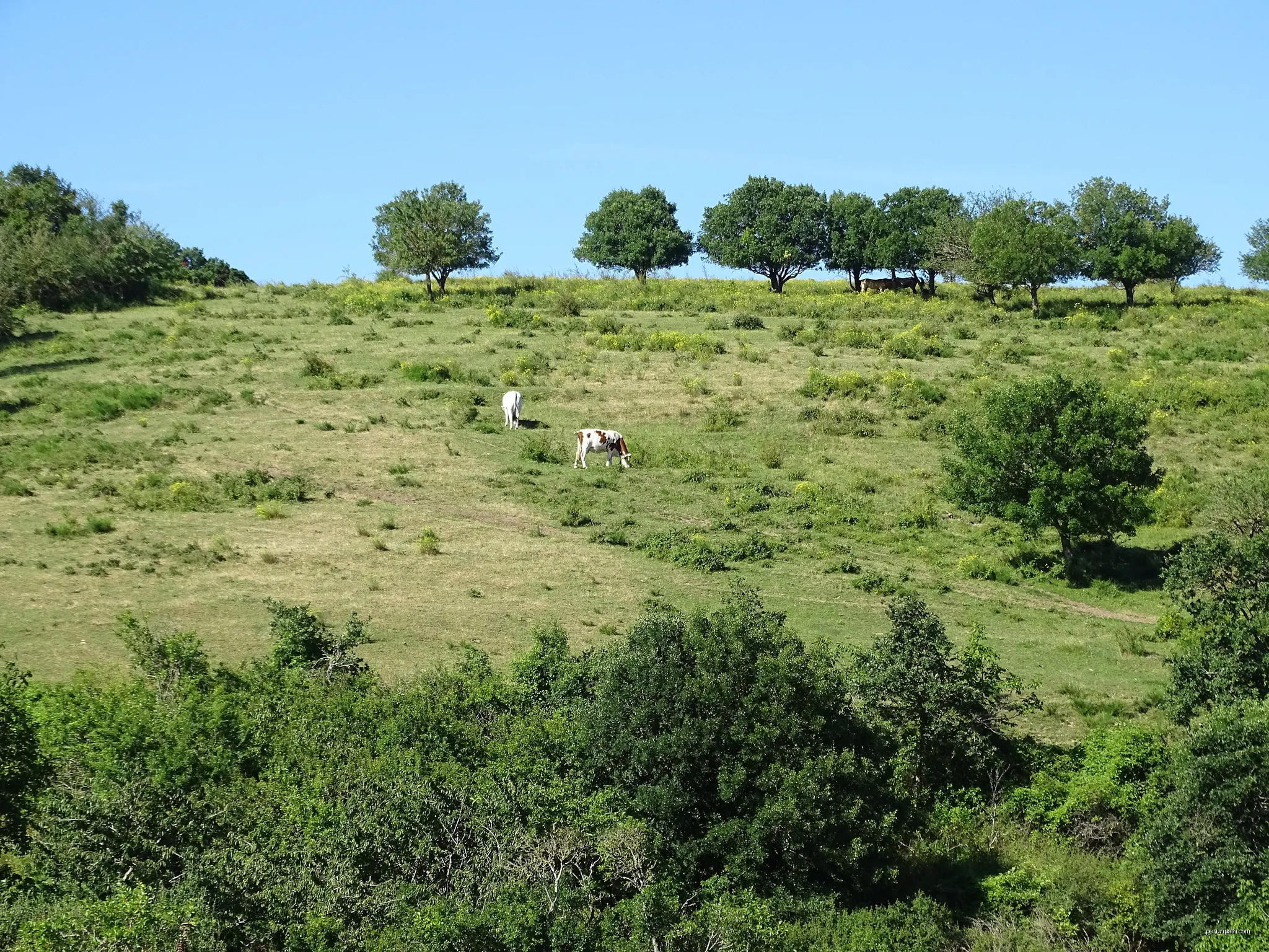 Cows in Salza, Aude, France | Autor: Tybo2 | Licencja: CC BY-SA 4.0 | Źródło: Wikimedia Commons