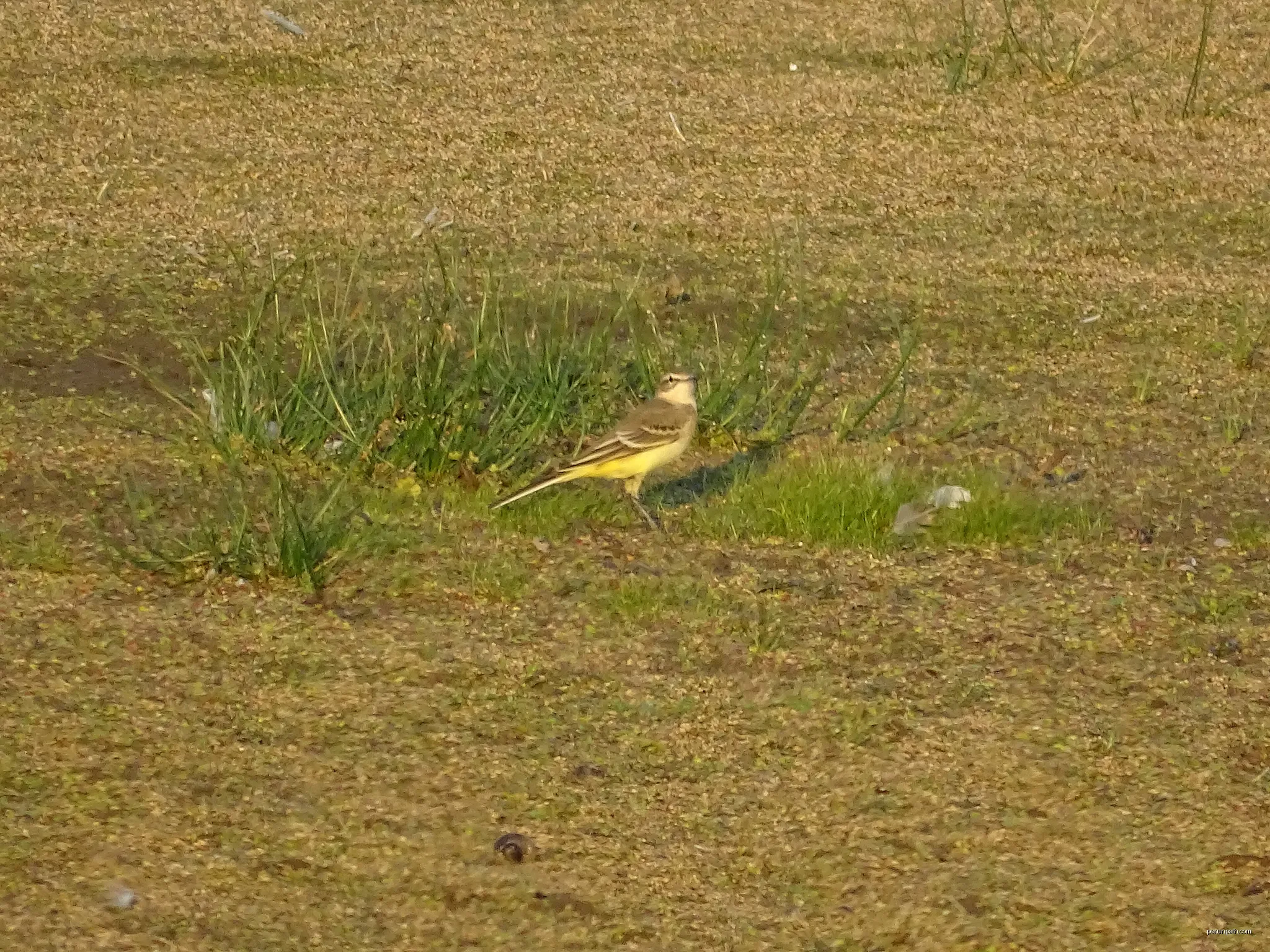 female Yellow Wagtail | Autor: Kugelfisch002 | Licencja: CC BY-SA 4.0 | Źródło: Wikimedia Commons