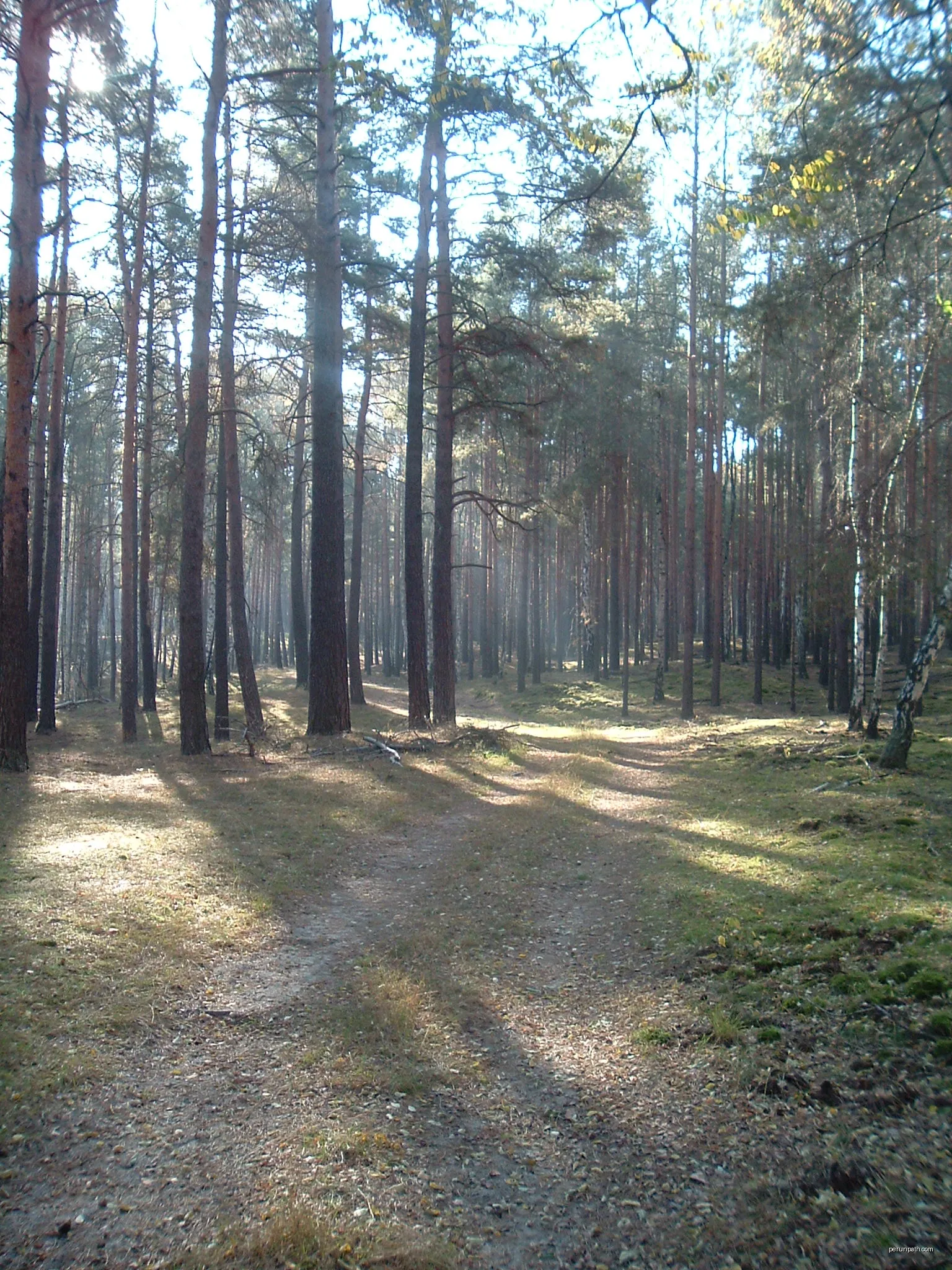 Schlaubetal Pilzwälder | Autor: Gottfried Hoffmann -… | Licencja: CC BY 3.0 | Źródło: Wikimedia Commons