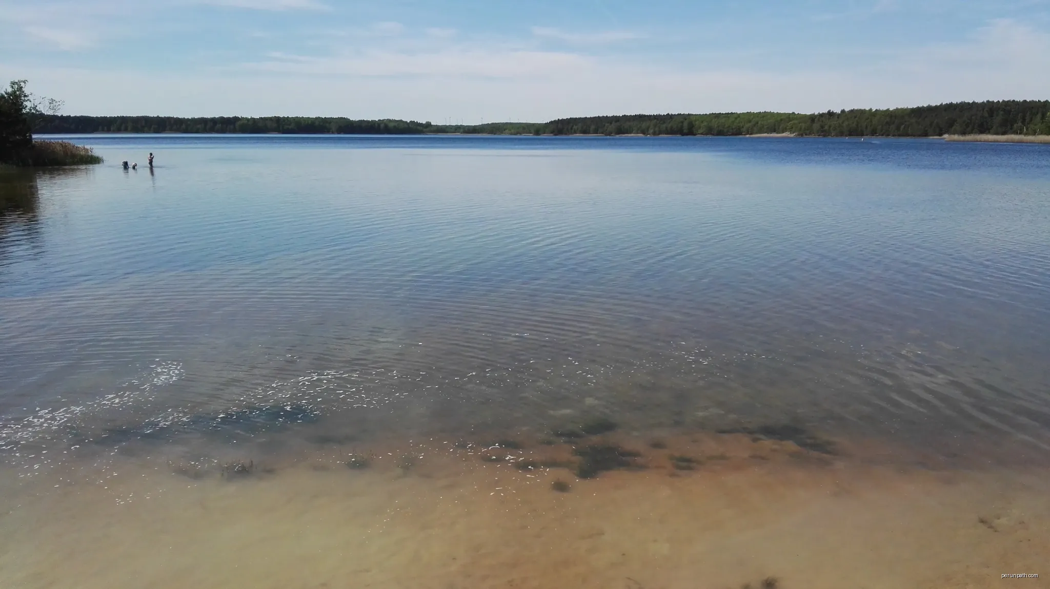 Blick vom Strand Peickwitz auf den Senftenberger See und die Insel, die als Naturschutzgebiet ausgewiesen ist | Autor: Z thomas | Licencja: CC BY-SA 3.0 | Źródło: Wikimedia Commons