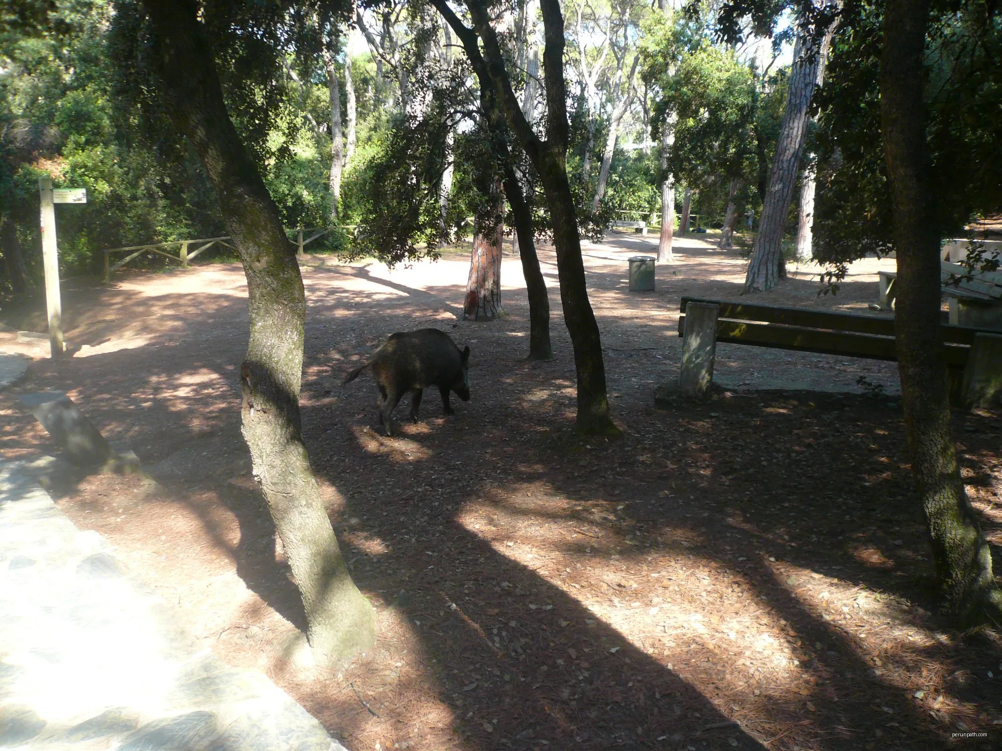 Passejada per l'alzinar