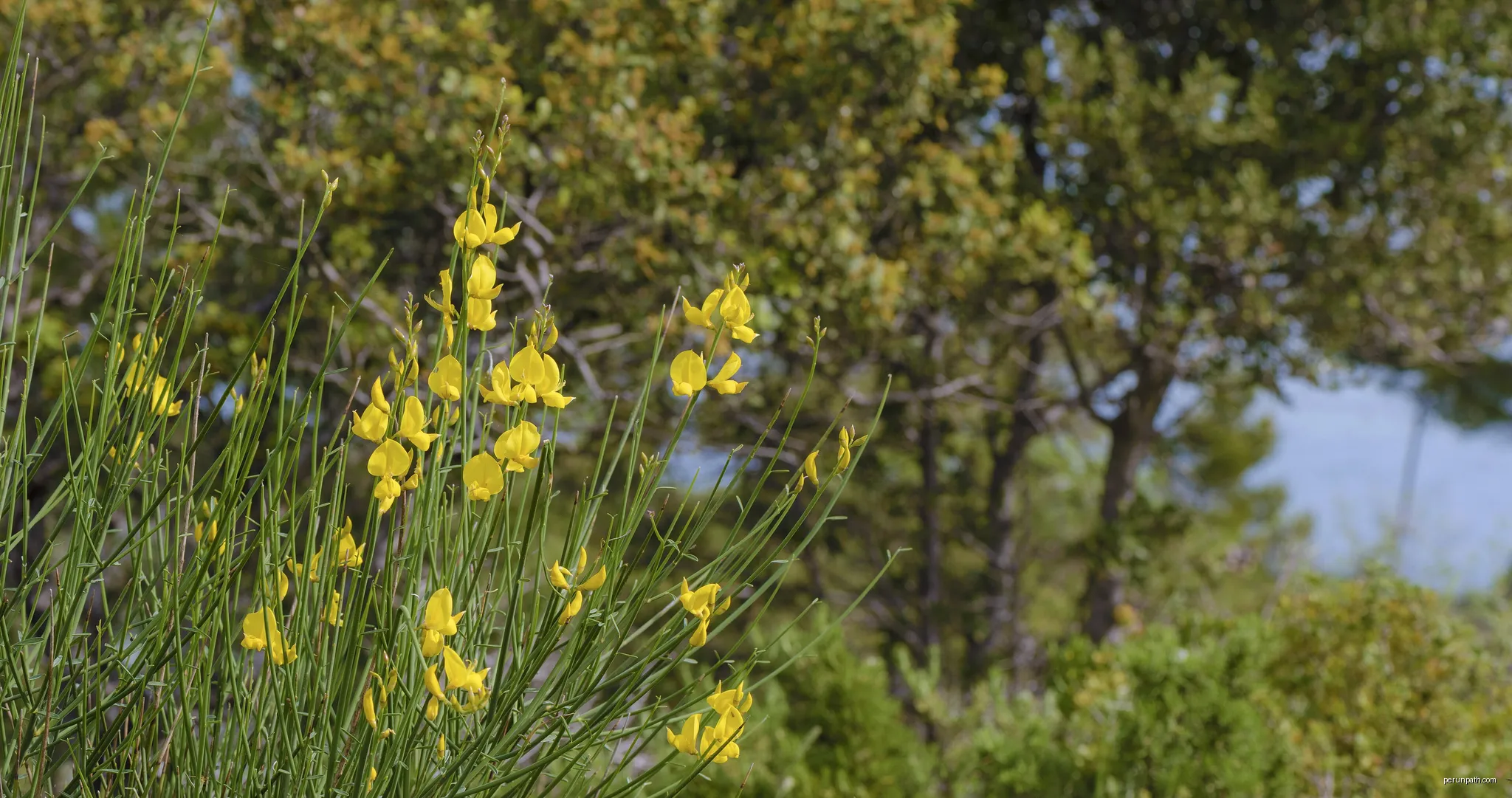 Spartium junceum (Spanish broom). | Autor: Christian Ferrer | Licencja: CC BY-SA 4.0 | Źródło: Wikimedia Commons