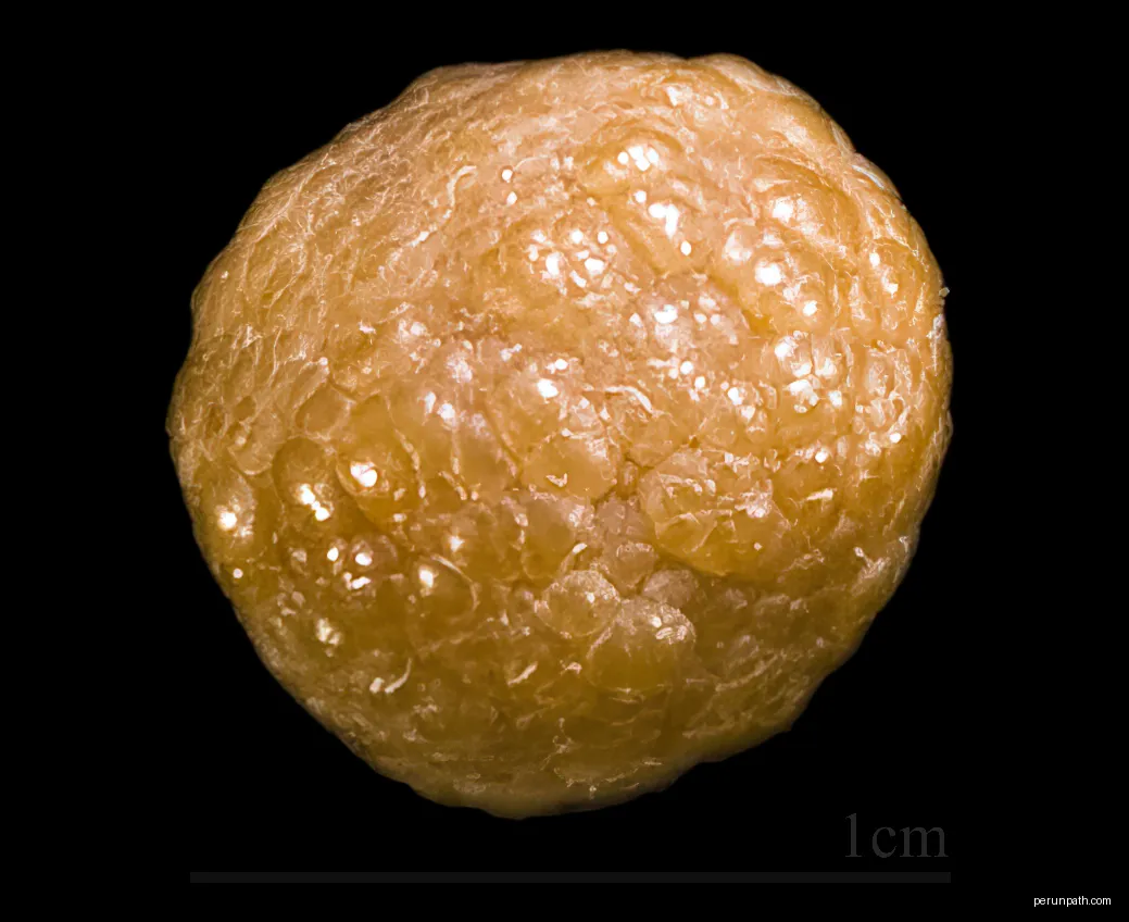 Siderite (Var.: Sphärosiderite)
Localité : Batère Mine (Pyrénées Orientales)  France
Size : (1cm) | Autor: Didier Descouens | Licencja: CC BY-SA 4.0 | Źródło: Wikimedia Commons