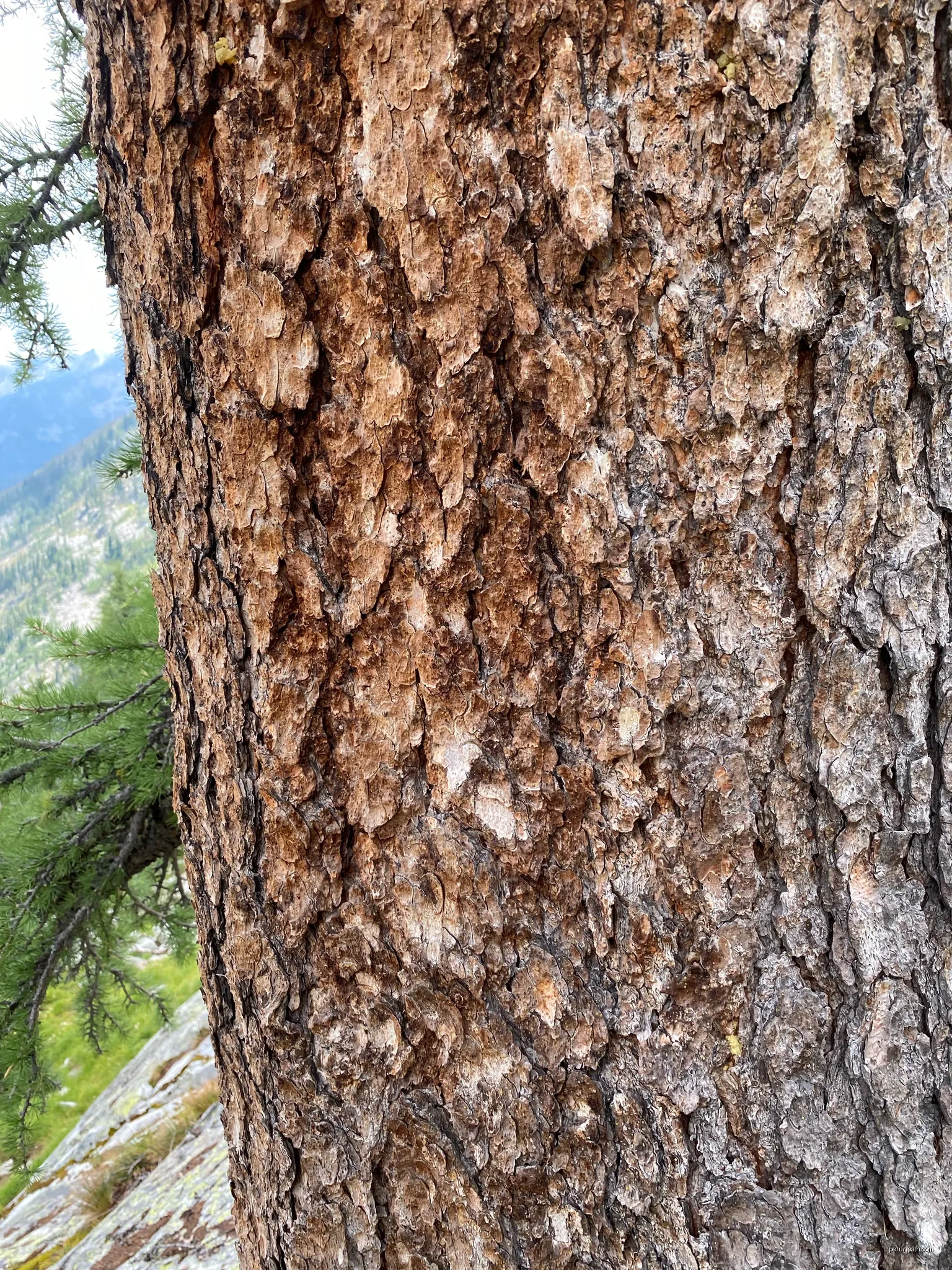 La Tamarack