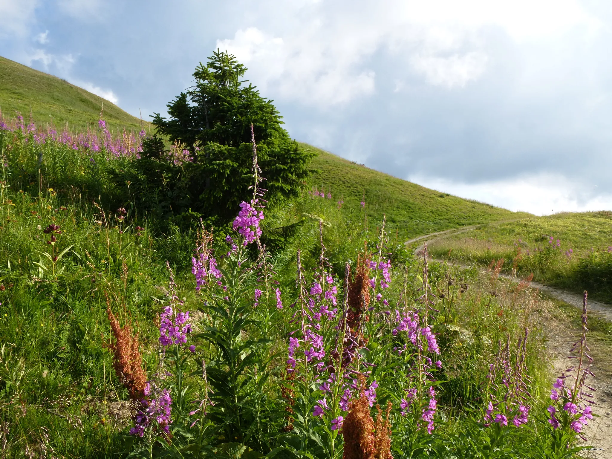 Sentier flore et milieux naturels