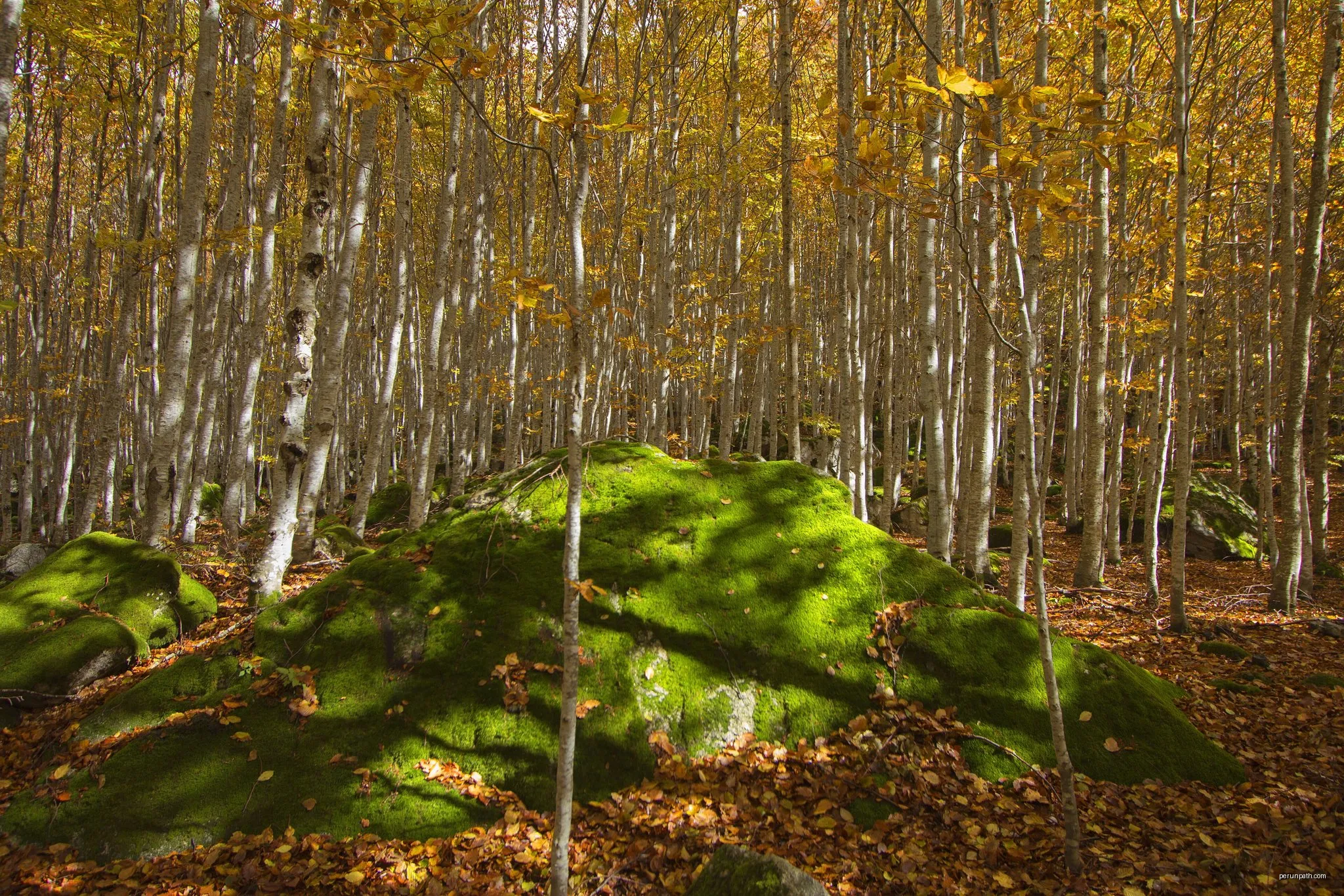 Ramat de Camins. Etapa 14 : Refugi de Conangles => Barruera