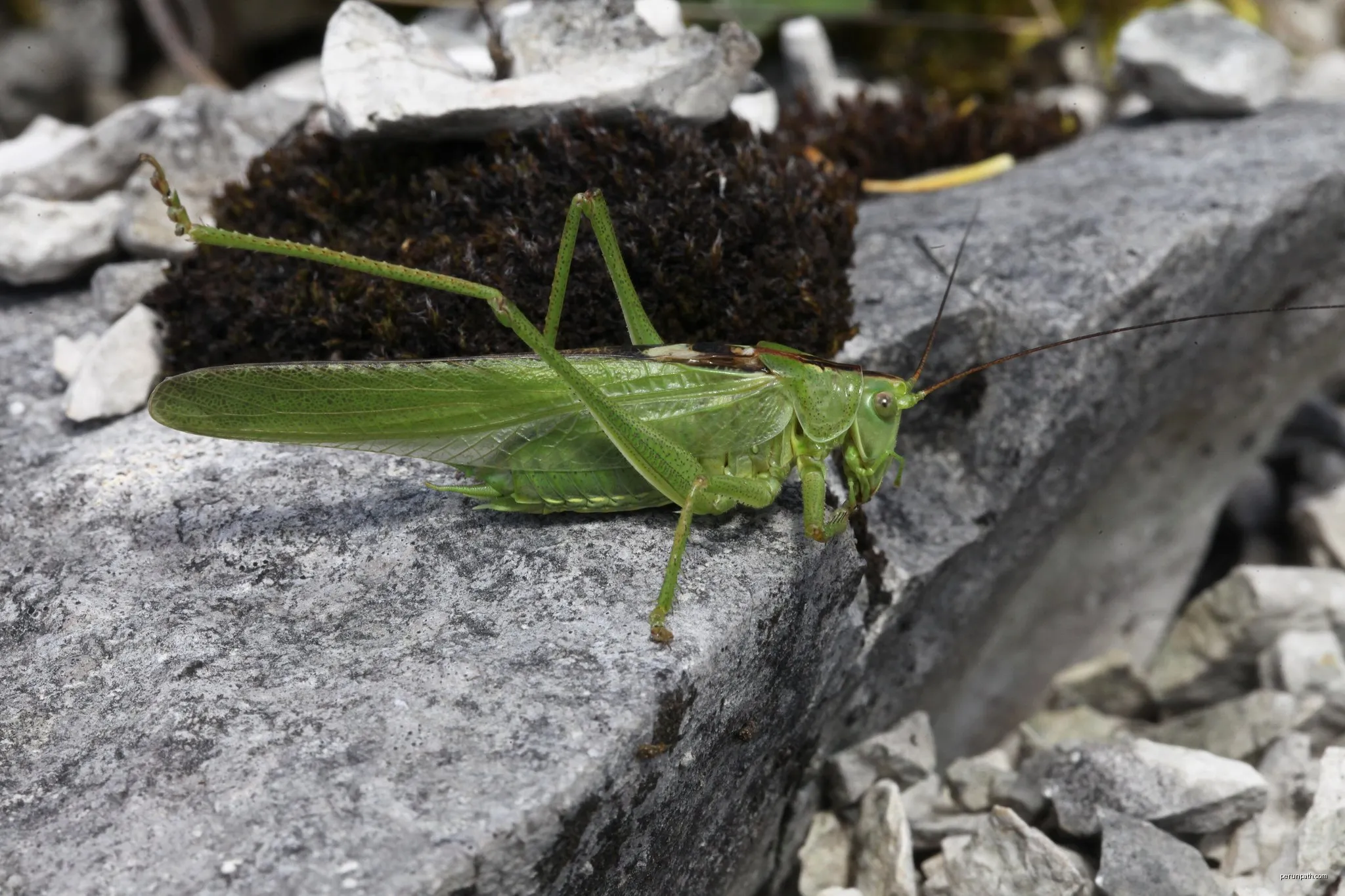 Combe Verte