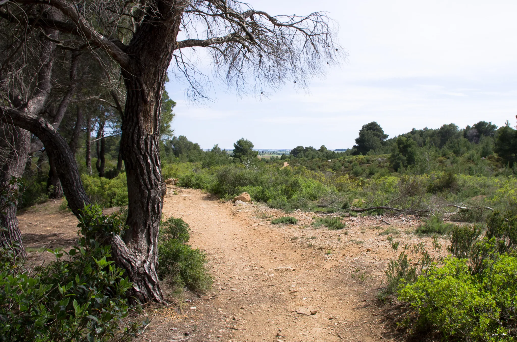 Trail in the commune of Pinet, Hérault, France. | Autor: Christian Ferrer | Licencja: CC BY-SA 3.0 | Źródło: Wikimedia Commons