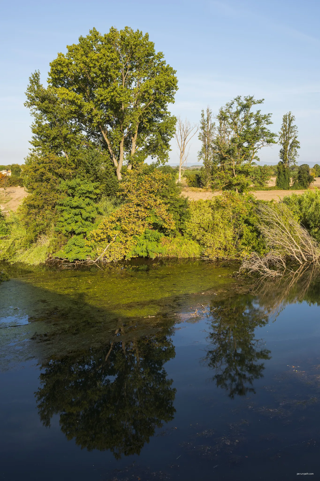 Tree reflection in the Orb River, Béziers, Hérault, France | Autor: Christian Ferrer | Licencja: CC BY-SA 4.0 | Źródło: Wikimedia Commons