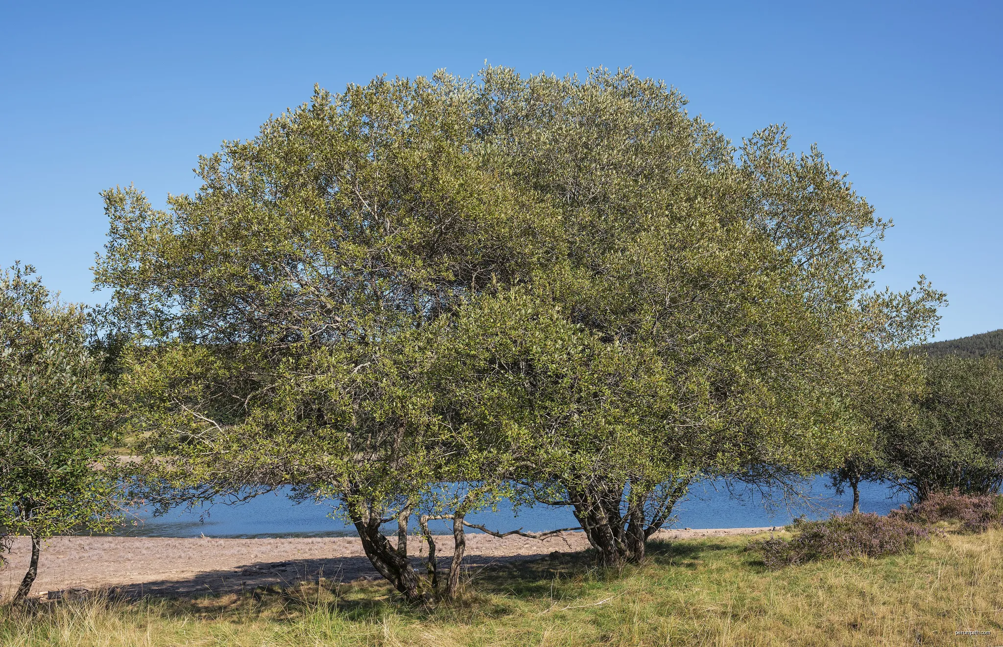 Trees on the shore of the Vézoles Lake. Fraisse-sur-Agout - Hérault - France | Autor: Christian Ferrer | Licencja: CC BY 4.0 | Źródło: Wikimedia Commons