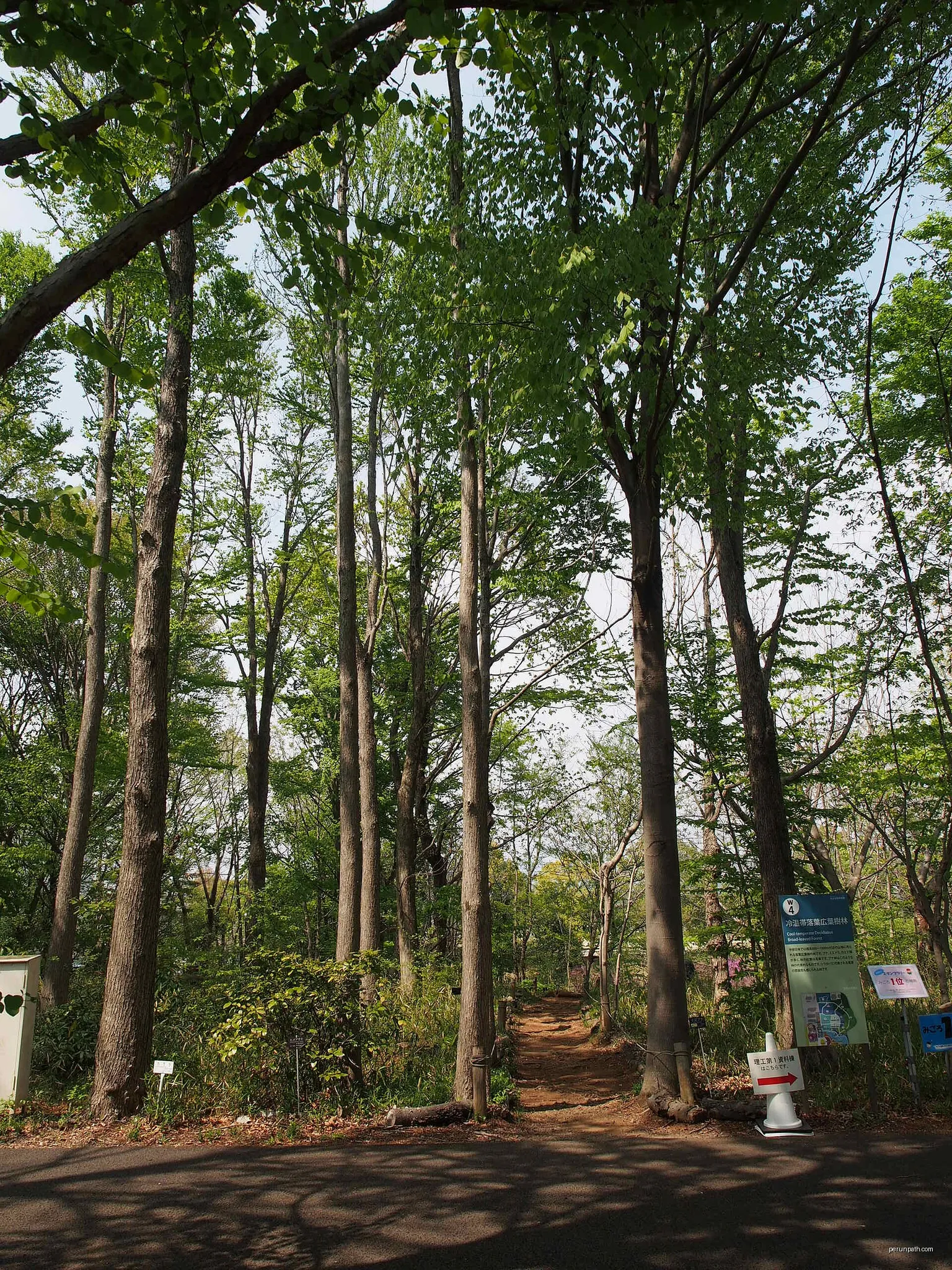 Cool Forest