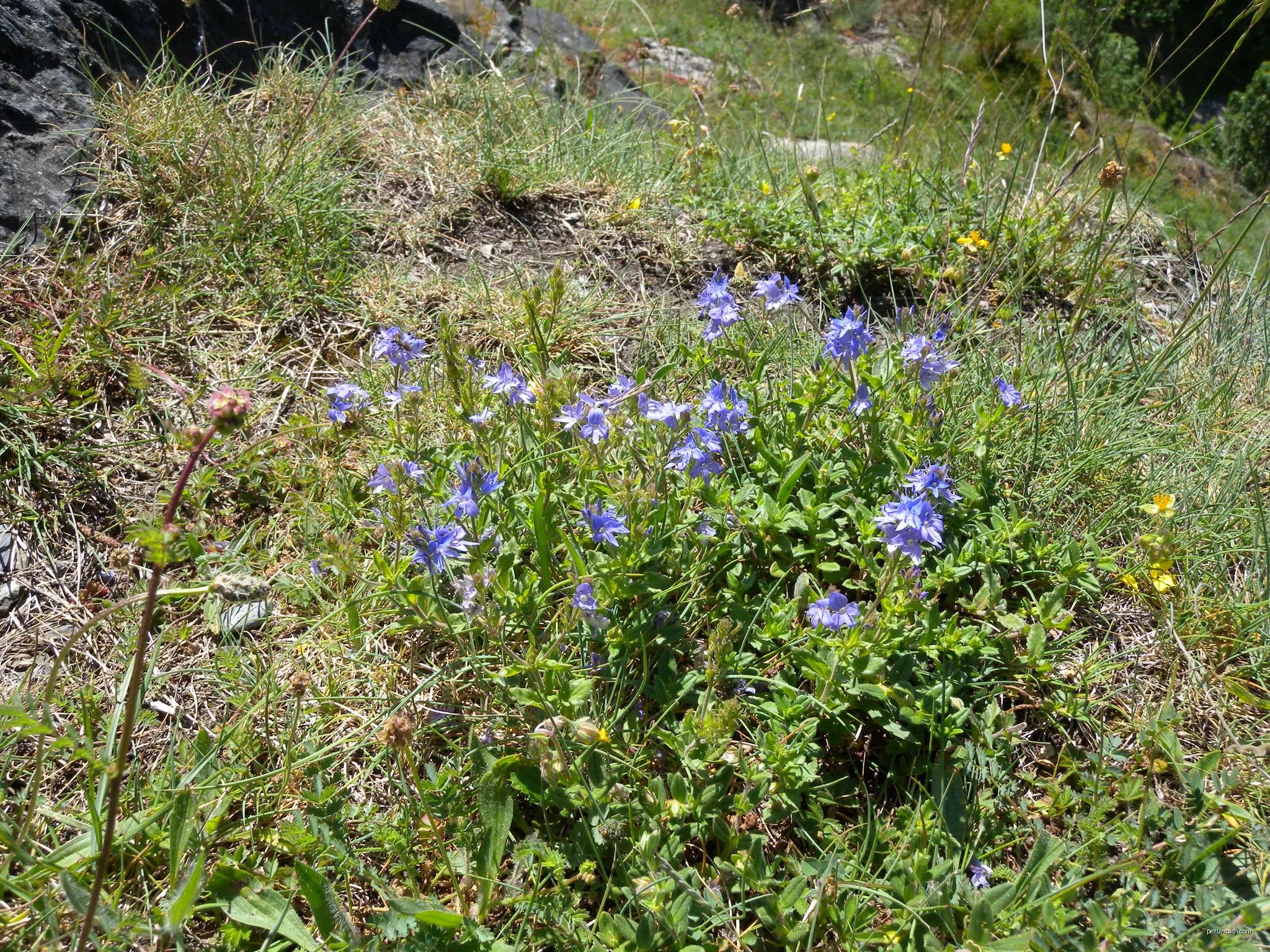 Veronica austriaca subsp. teucrium ; Setcases, Catalonia, Spain | Autor: Aroche | Licencja: CC BY-SA 3.0 | Źródło: Wikimedia Commons
