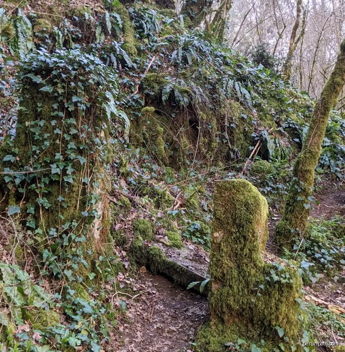 Le bois des Jonquilles