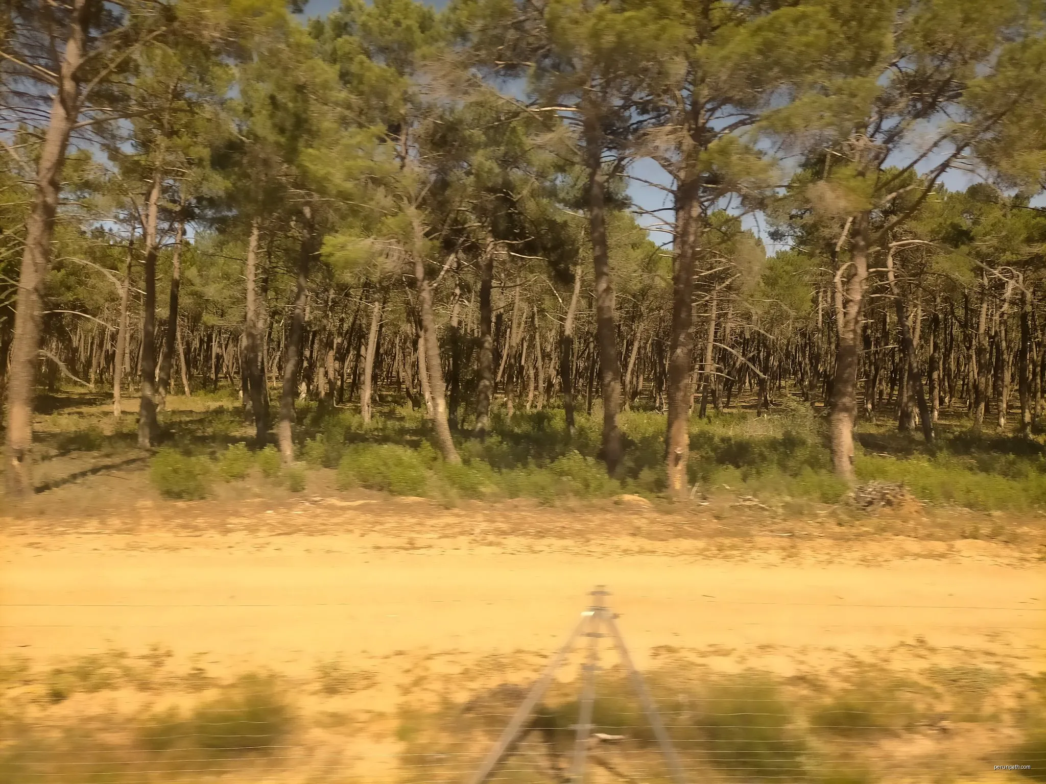 Sendero Ibérico Soriano (Ramal de Almazán: Almazán-Tardelcuende)