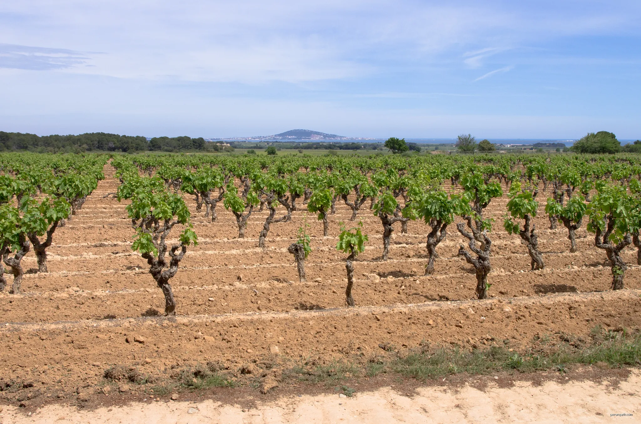 Vineyards and Sète in the background. Commune of Pinet, Hérault, France. | Autor: Christian Ferrer | Licencja: CC BY-SA 3.0 | Źródło: Wikimedia Commons
