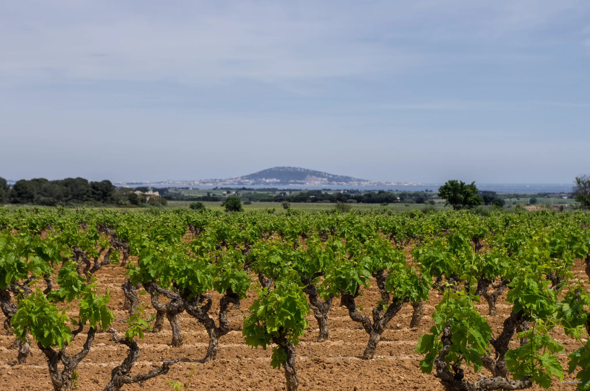Vineyards and Sète in the background. Commune of Pinet, Hérault, France. | Autor: Christian Ferrer | Licencja: CC BY-SA 3.0 | Źródło: Wikimedia Commons