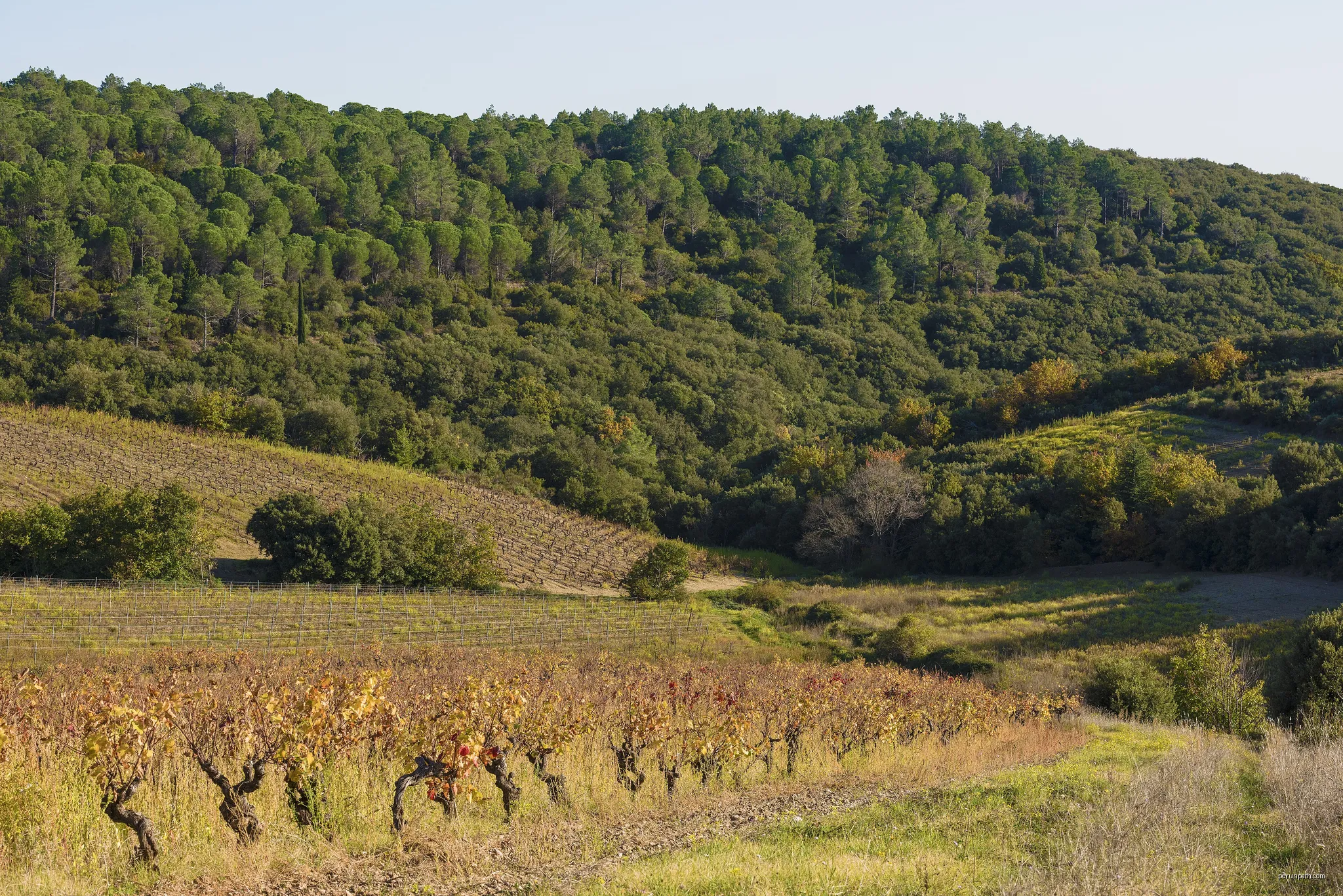 Forest an vineyards in Cabrerolles, Hérault, France. | Autor: Christian Ferrer | Licencja: CC BY-SA 4.0 | Źródło: Wikimedia Commons