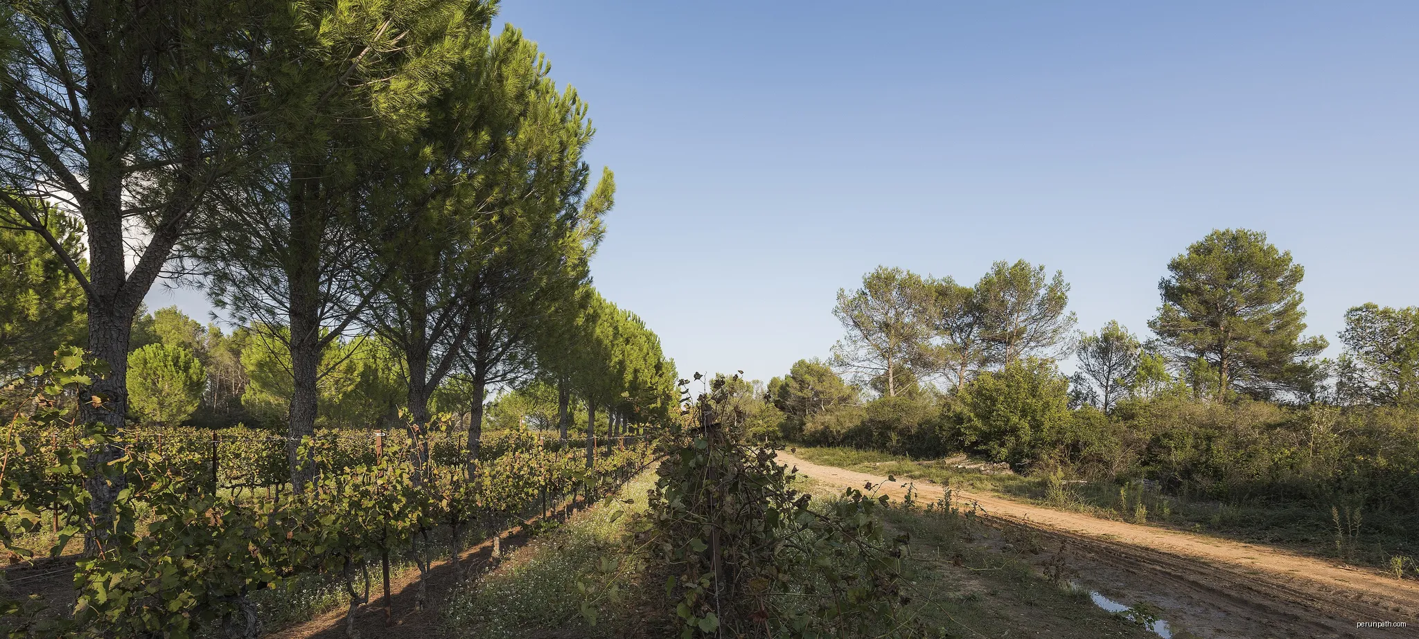 Vineyards in the Domaine départemental de Restinclières.  Prades-le-Lez, Hérault, France. | Autor: Christian Ferrer | Licencja: CC BY-SA 4.0 | Źródło: Wikimedia Commons