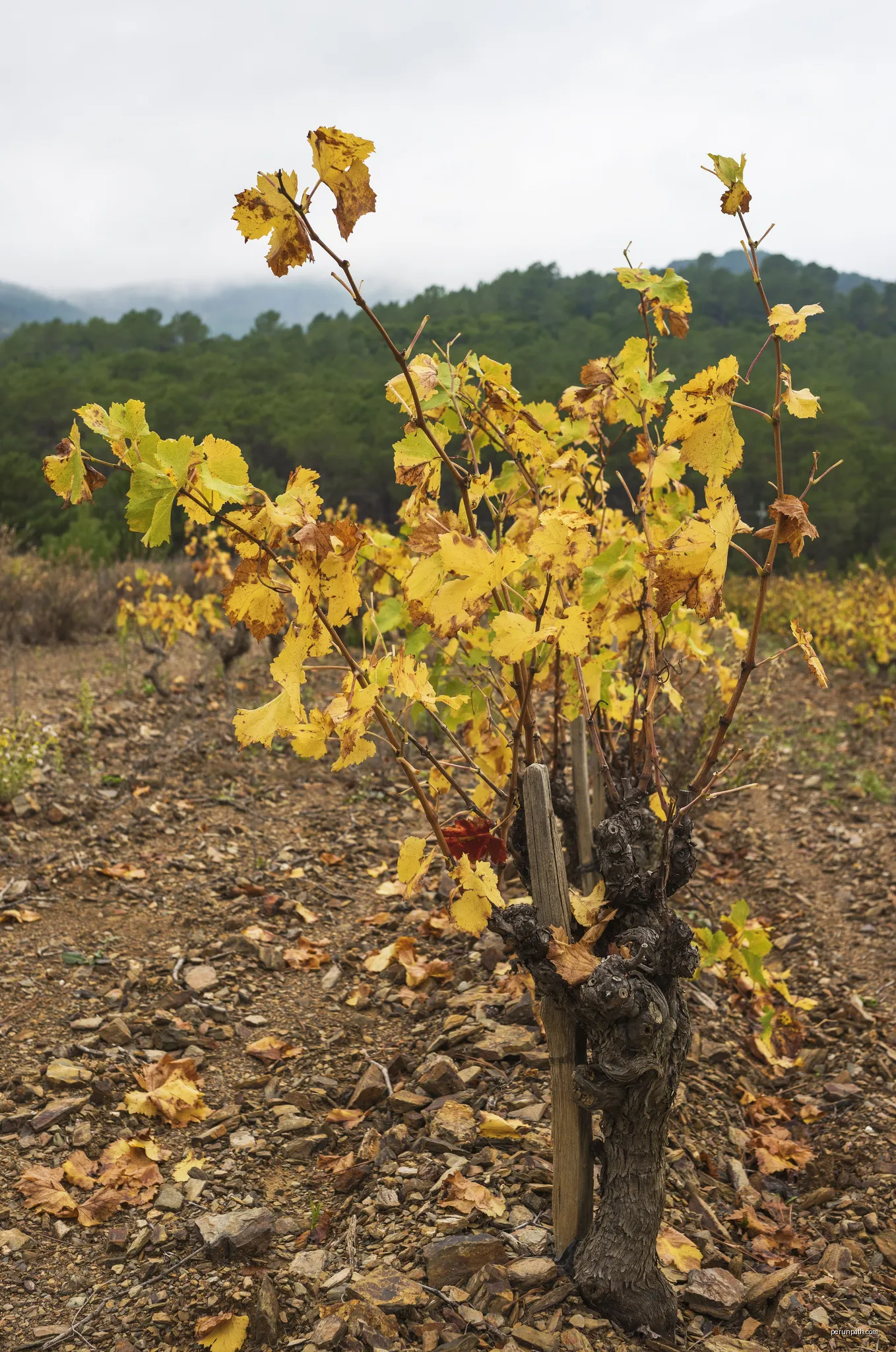Vineyards in Cessenon-sur-Orb, Hérault, France. | Autor: Christian Ferrer | Licencja: CC BY-SA 4.0 | Źródło: Wikimedia Commons