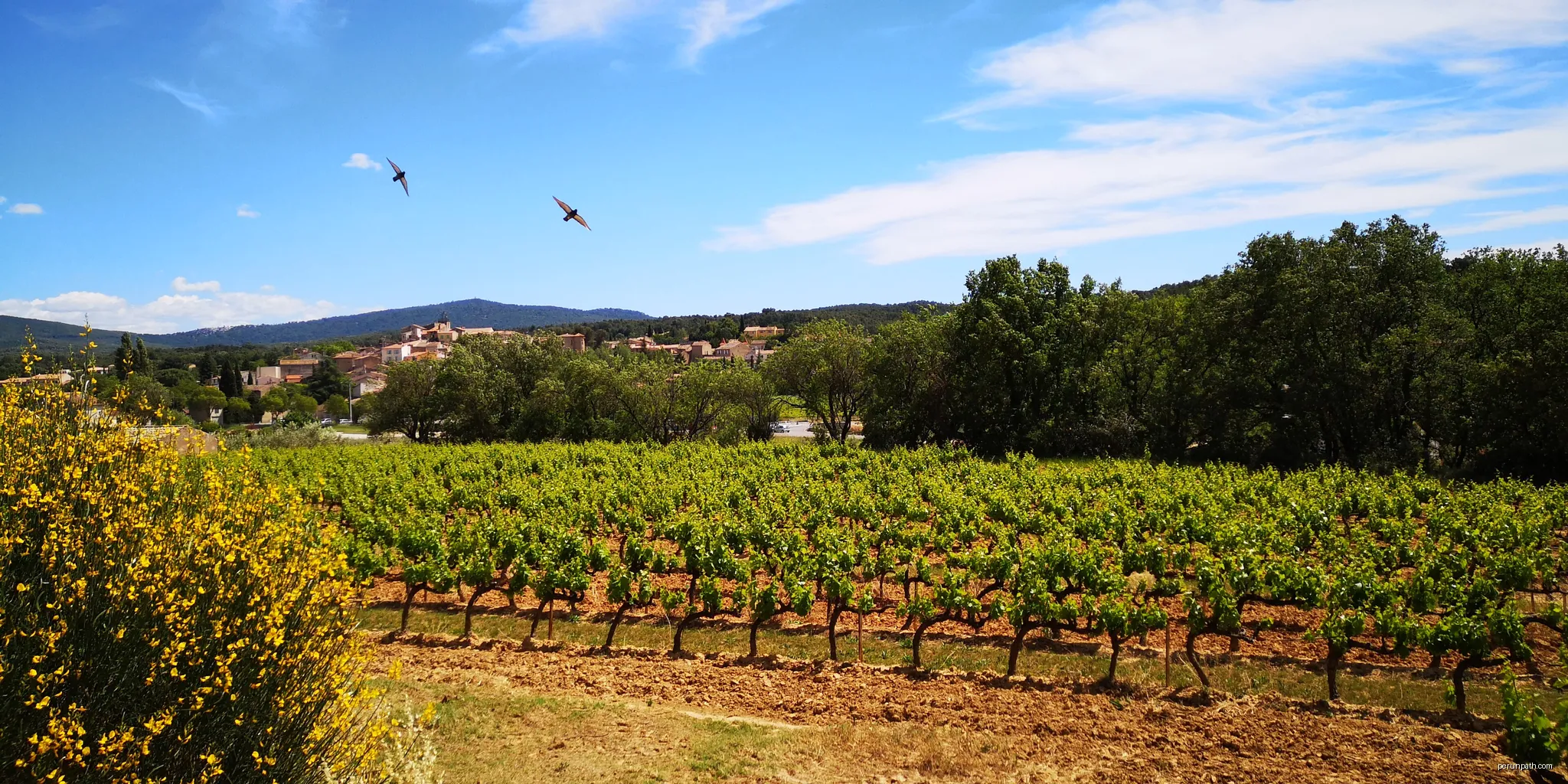 Vue des vignes et du village de Peynier | Autor: Mathieu BROSSAIS | Licencja: CC BY-SA 4.0 | Źródło: Wikimedia Commons