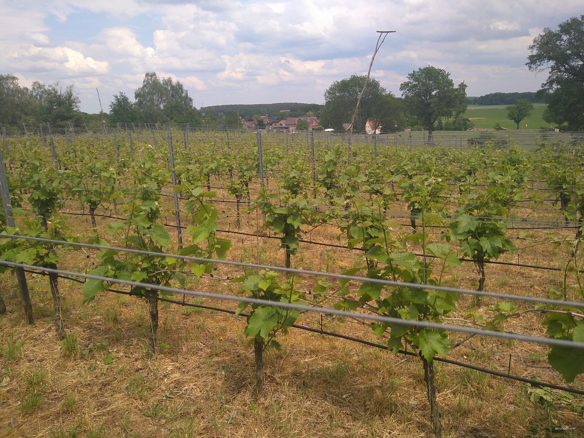 Weinberg Gutshaus Schorbus in Klein Oßnig, in der Nähe des Gutshauses. | Autor: Biberbaer | Licencja: CC BY-SA 4.0 | Źródło: Wikimedia Commons