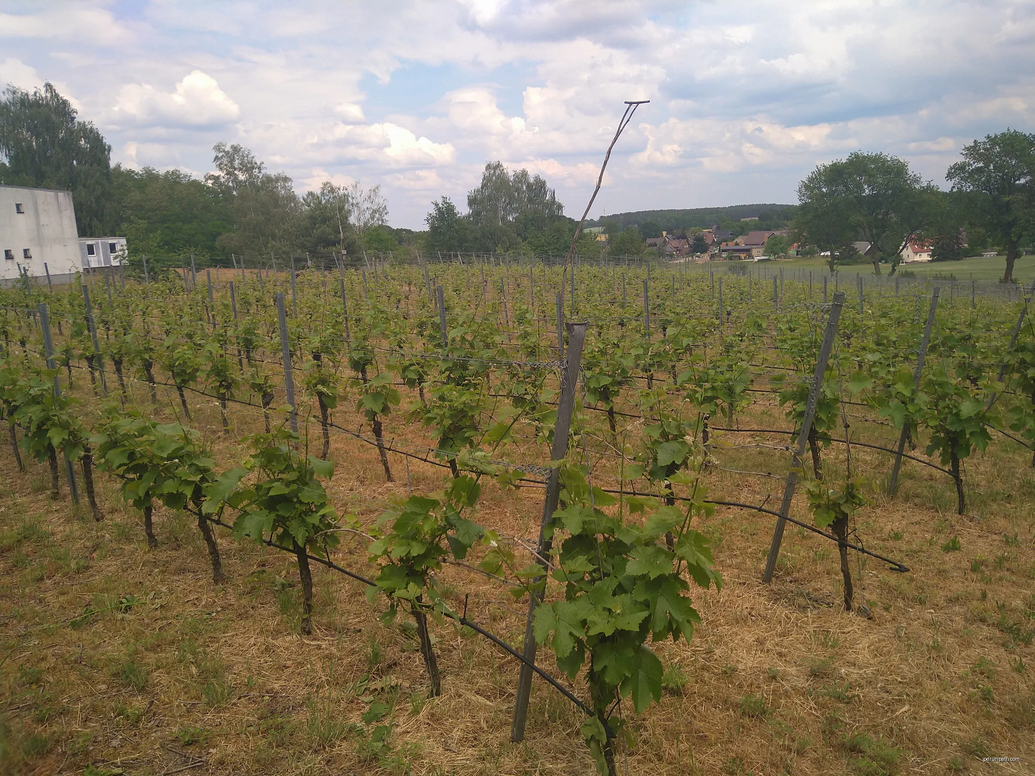 Weinberg Gutshaus Schorbus in Klein Oßnig, in der Nähe des Gutshauses. | Autor: Biberbaer | Licencja: CC BY-SA 4.0 | Źródło: Wikimedia Commons