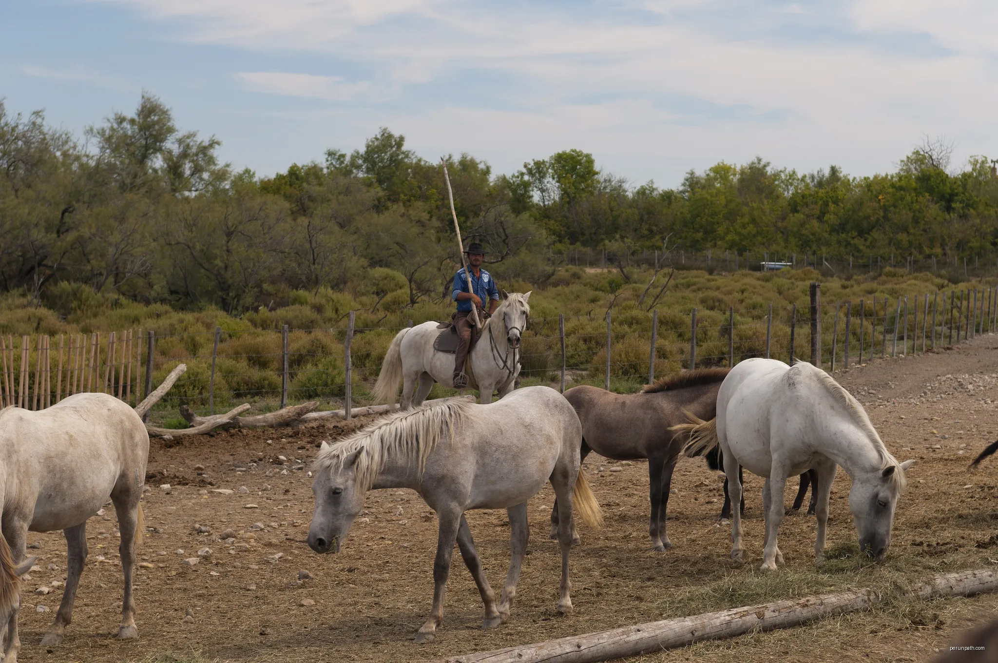 Wild horses in Camargue National Park | Autor: Michal Osmenda from Brussels, Belgium | Licencja: CC BY-SA 2.0 | Źródło: Wikimedia Commons