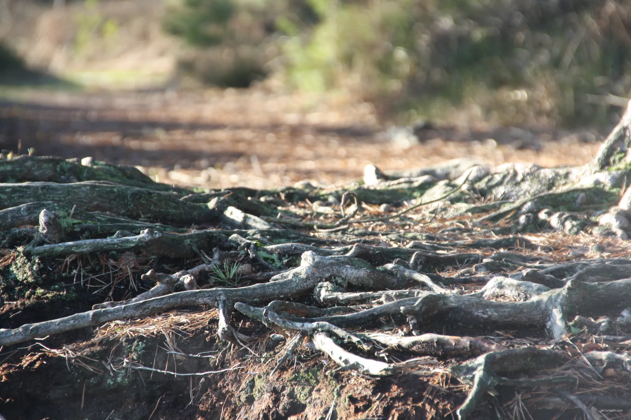 Die Wurzel einer Kiefer, NSG Grundloses Moor bei Walsrode, Niedersachsen | Autor: Anna Mastalerz | Licencja: CC BY-SA 3.0 | Źródło: Wikimedia Commons