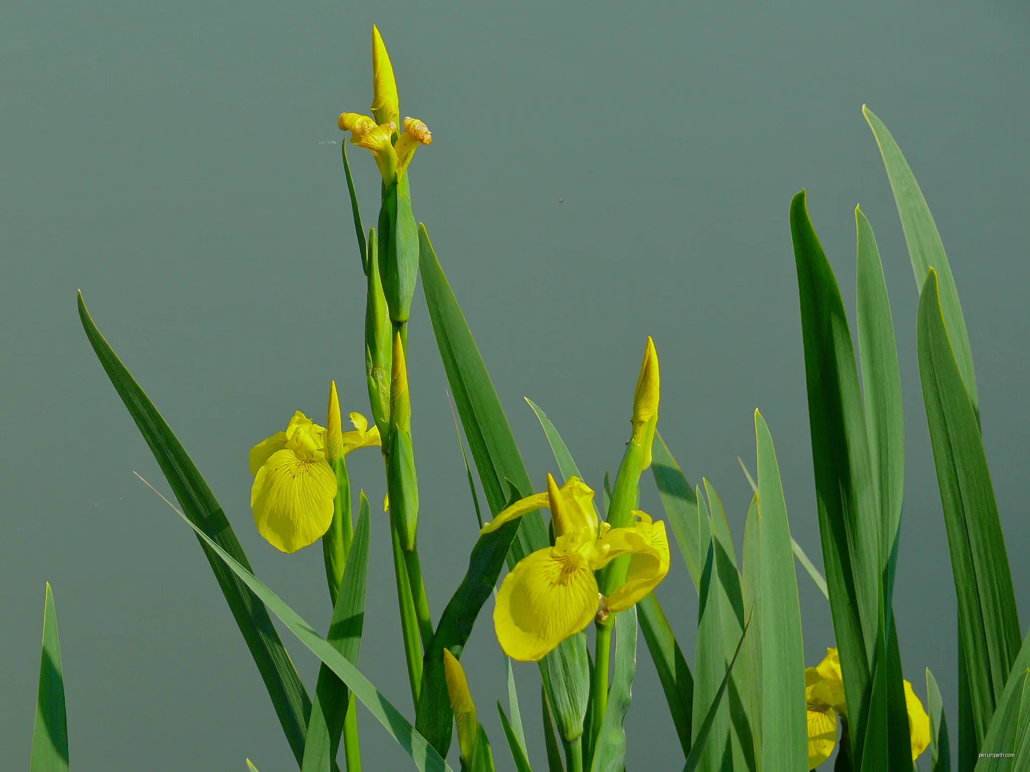 Voie Verte Vauvert - Gallician