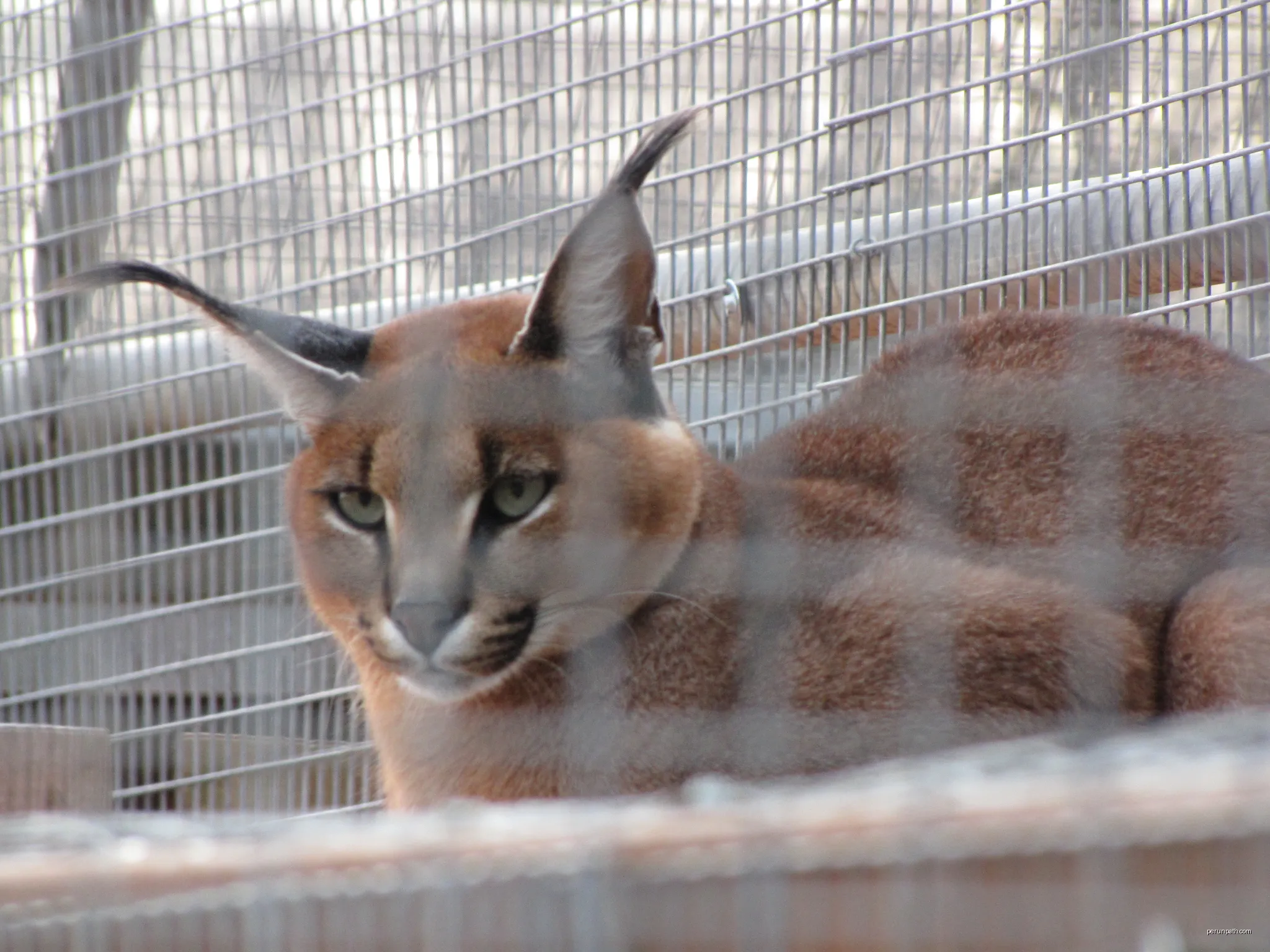 Lynx in the Zoo des 3 vallées | Autor: Mathieu MD | Licencja: CC BY-SA 3.0 | Źródło: Wikimedia Commons