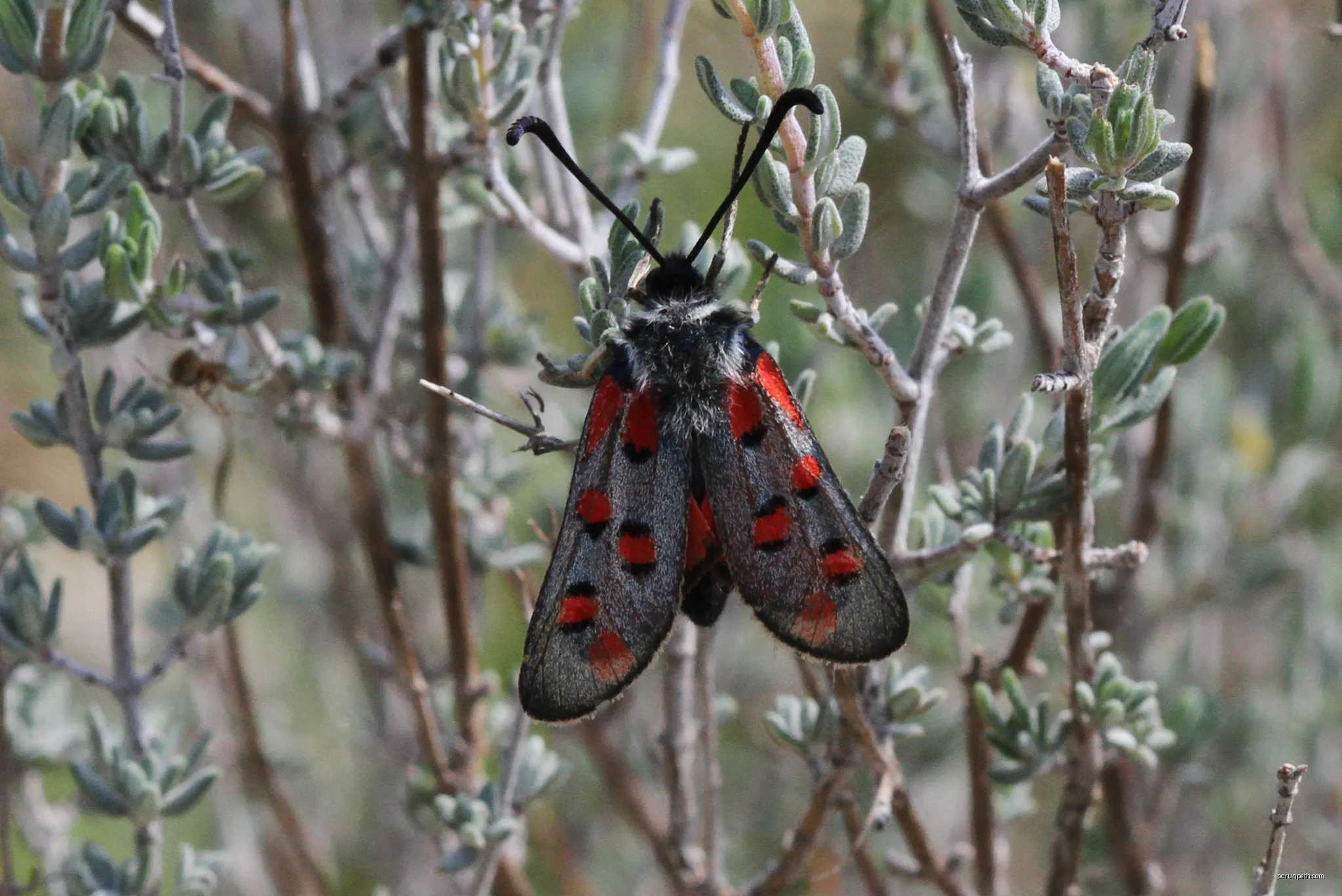 Zygaena rhadamanthus | Autor: Julien Renoult | Licencja: CC BY 4.0 | Źródło: Wikimedia Commons
